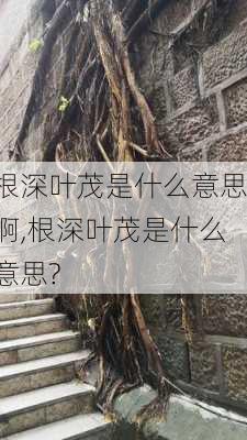 根深叶茂是什么意思啊,根深叶茂是什么意思?