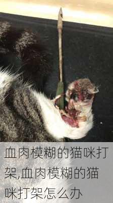 血肉模糊的猫咪打架,血肉模糊的猫咪打架怎么办