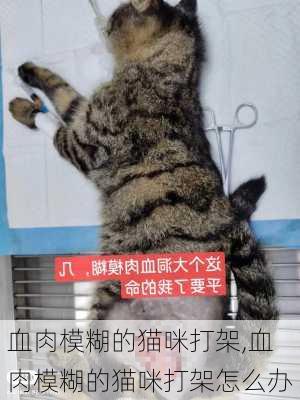 血肉模糊的猫咪打架,血肉模糊的猫咪打架怎么办