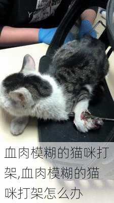 血肉模糊的猫咪打架,血肉模糊的猫咪打架怎么办