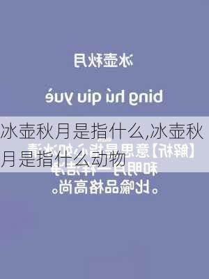 冰壶秋月是指什么,冰壶秋月是指什么动物