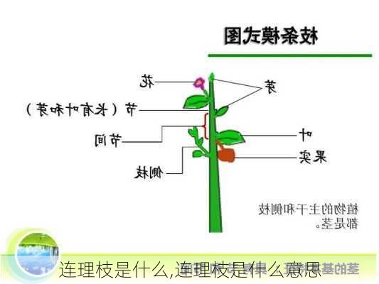 连理枝是什么,连理枝是什么意思