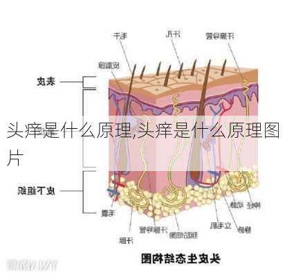 头痒是什么原理,头痒是什么原理图片