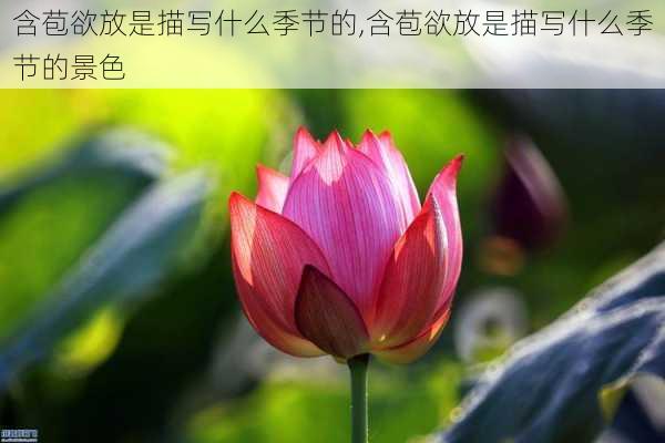 含苞欲放是描写什么季节的,含苞欲放是描写什么季节的景色