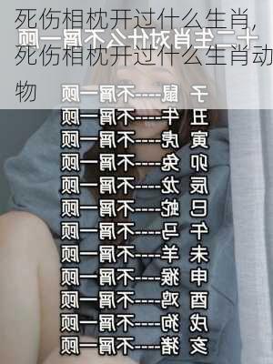 死伤相枕开过什么生肖,死伤相枕开过什么生肖动物