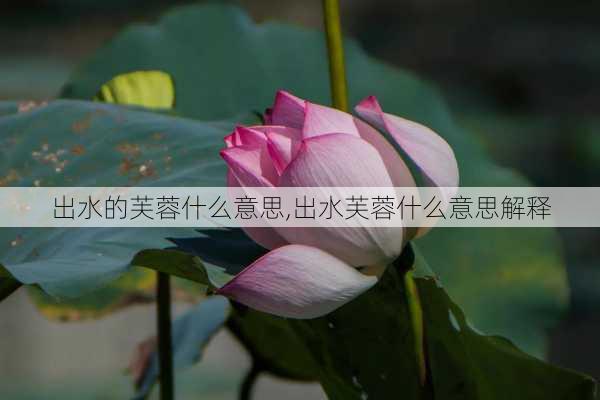 出水的芙蓉什么意思,出水芙蓉什么意思解释