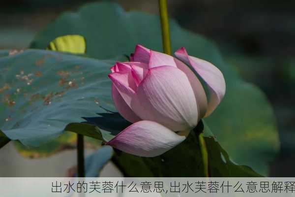 出水的芙蓉什么意思,出水芙蓉什么意思解释