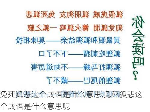 兔死狐悲这个成语是什么意思,兔死狐悲这个成语是什么意思呢