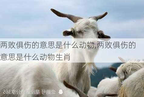 两败俱伤的意思是什么动物,两败俱伤的意思是什么动物生肖