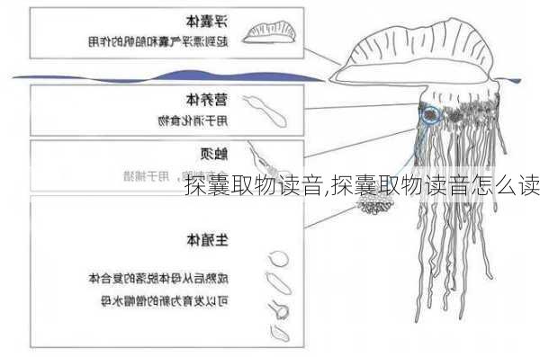 探囊取物读音,探囊取物读音怎么读