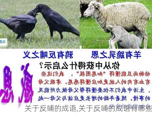 关于反哺的成语,关于反哺的成语有哪些