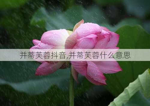 并蒂芙蓉抖音,并蒂芙蓉什么意思