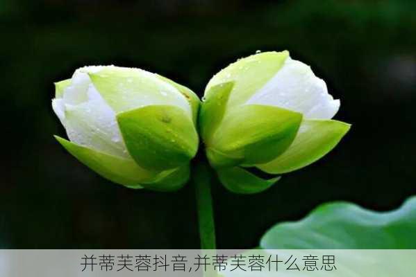 并蒂芙蓉抖音,并蒂芙蓉什么意思