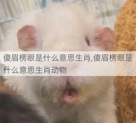 傻眉楞眼是什么意思生肖,傻眉楞眼是什么意思生肖动物