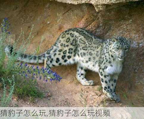 猜豹子怎么玩,猜豹子怎么玩视频