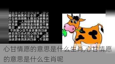 心甘情愿的意思是什么生肖,心甘情愿的意思是什么生肖呢