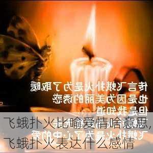 飞蛾扑火比喻爱情啥意思,飞蛾扑火表达什么感情