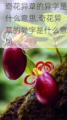 奇花异草的异字是什么意思,奇花异草的异字是什么意思