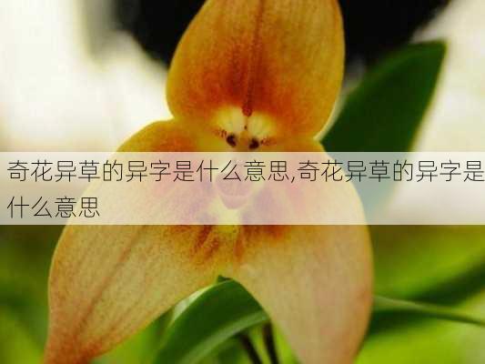 奇花异草的异字是什么意思,奇花异草的异字是什么意思