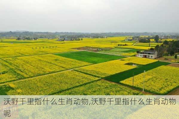 沃野千里指什么生肖动物,沃野千里指什么生肖动物呢