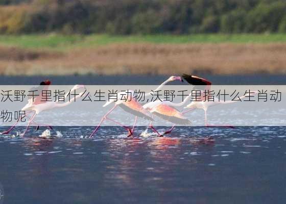 沃野千里指什么生肖动物,沃野千里指什么生肖动物呢