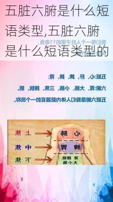 五脏六腑是什么短语类型,五脏六腑是什么短语类型的