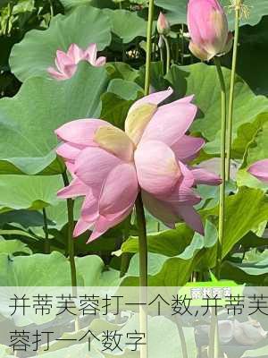 并蒂芙蓉打一个数,并蒂芙蓉打一个数字