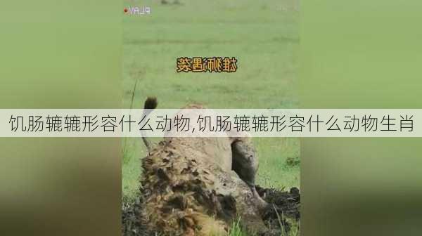 饥肠辘辘形容什么动物,饥肠辘辘形容什么动物生肖