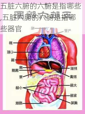 五脏六腑的六腑是指哪些,五脏六腑的六腑是指哪些器官