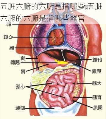 五脏六腑的六腑是指哪些,五脏六腑的六腑是指哪些器官