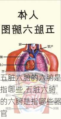 五脏六腑的六腑是指哪些,五脏六腑的六腑是指哪些器官