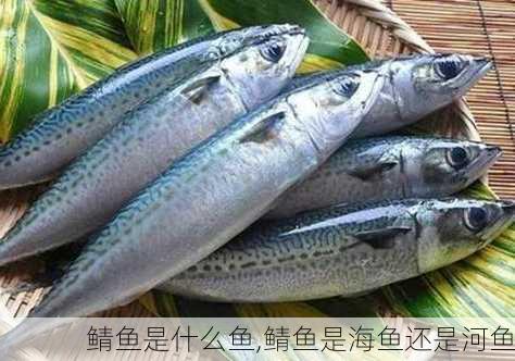 鲭鱼是什么鱼,鲭鱼是海鱼还是河鱼