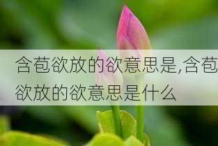 含苞欲放的欲意思是,含苞欲放的欲意思是什么