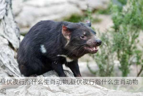 昼伏夜行指什么生肖动物,昼伏夜行指什么生肖动物呢