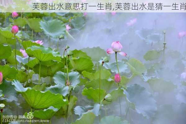 芙蓉出水意思打一生肖,芙蓉出水是猜一生肖