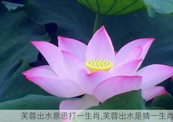 芙蓉出水意思打一生肖,芙蓉出水是猜一生肖