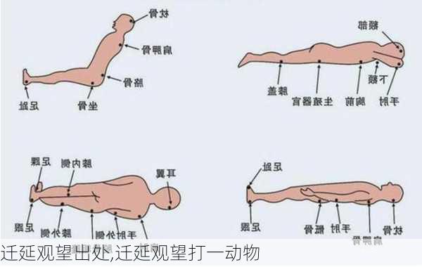 迁延观望出处,迁延观望打一动物