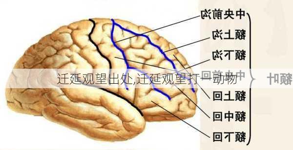 迁延观望出处,迁延观望打一动物