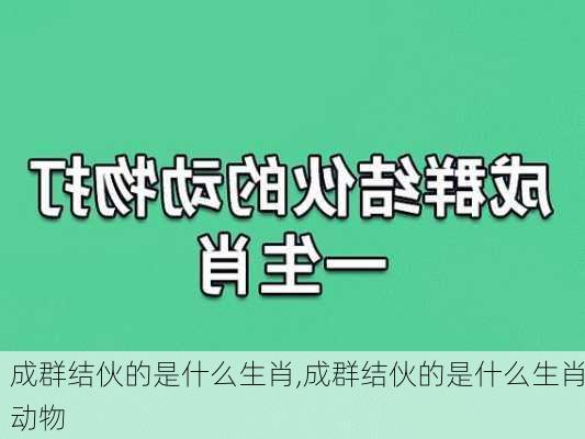 成群结伙的是什么生肖,成群结伙的是什么生肖动物