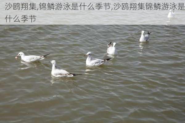 沙鸥翔集,锦鳞游泳是什么季节,沙鸥翔集锦鳞游泳是什么季节