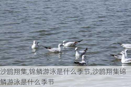 沙鸥翔集,锦鳞游泳是什么季节,沙鸥翔集锦鳞游泳是什么季节