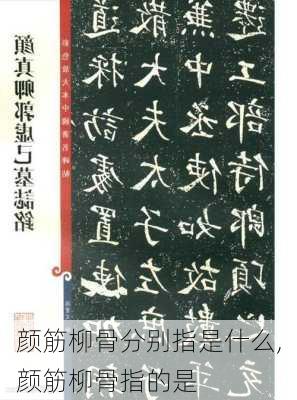 颜筋柳骨分别指是什么,颜筋柳骨指的是