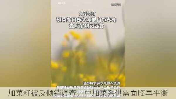 加菜籽被反倾销调查，中加菜系供需面临再平衡