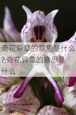 奇花异草的意思是什么?,奇花异草的意思是什么