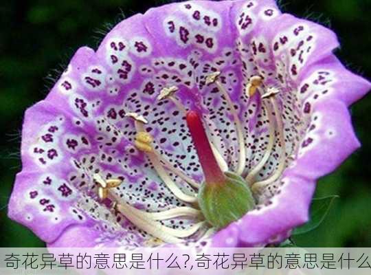 奇花异草的意思是什么?,奇花异草的意思是什么