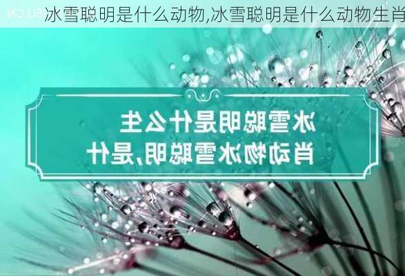 冰雪聪明是什么动物,冰雪聪明是什么动物生肖