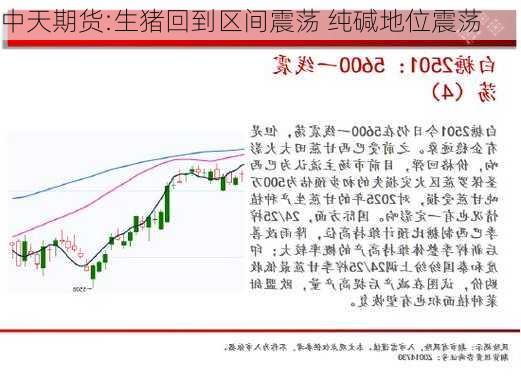 中天期货:生猪回到区间震荡 纯碱地位震荡
