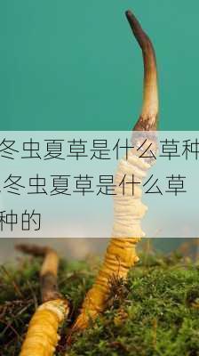 冬虫夏草是什么草种,冬虫夏草是什么草种的