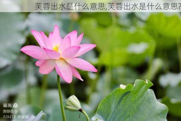 芙蓉出水是什么意思,芙蓉出水是什么意思?