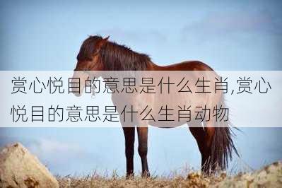 赏心悦目的意思是什么生肖,赏心悦目的意思是什么生肖动物